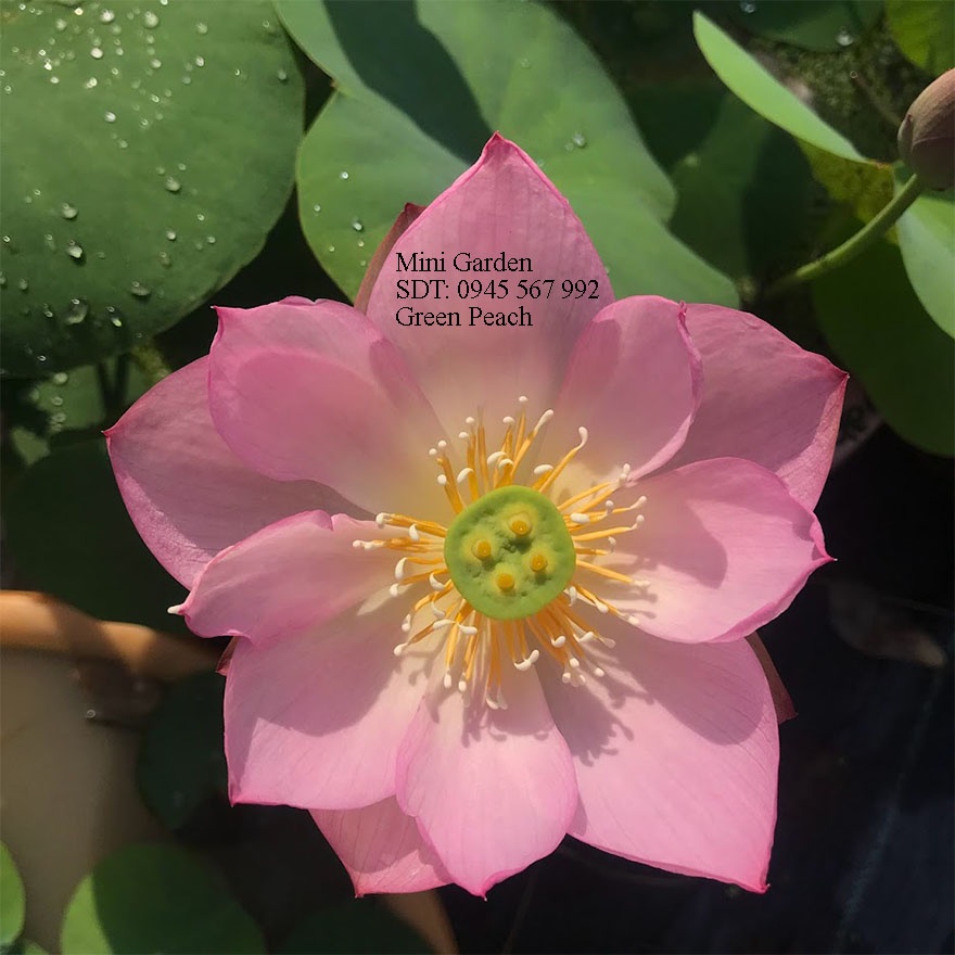 Chuẩn hạt giống hoa sen mini được thu hoạch tại Mini Garden- Hạt sen mini tỉ lệ nảy mầm và ra hoa cao