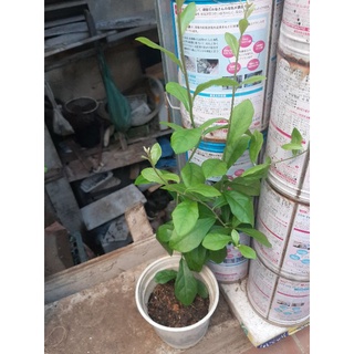 Cây giống cúc tần Ấn Độ