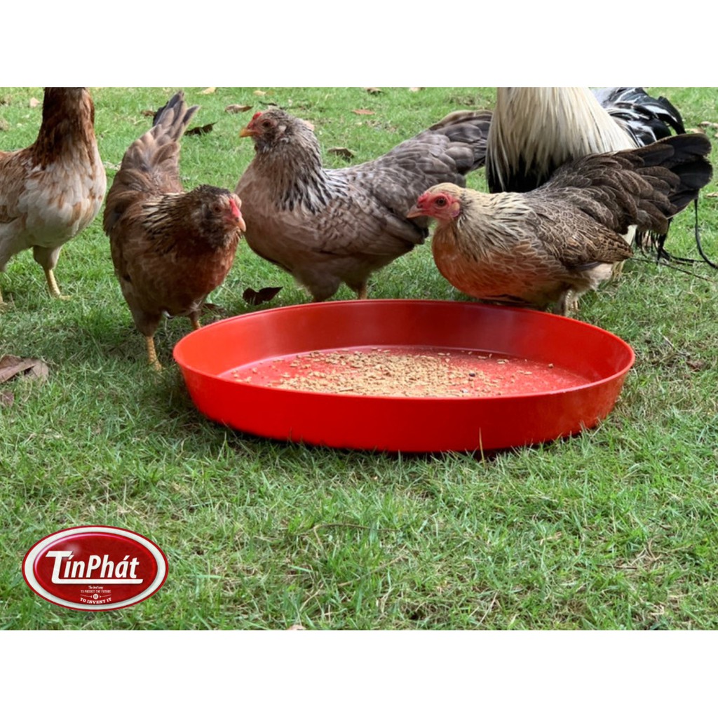 Khay  Tập Ăn Cho Gà Vịt Con Hàng Đẹp