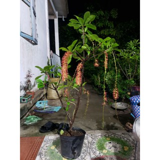 cây lộc vừng
