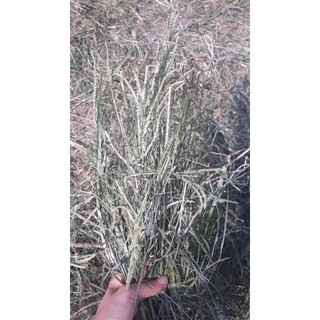 Cỏ Mần Trầu Tươi, Khô 1kg
