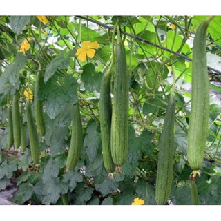 20 Hạt giống Mướp hương Thái Lan Kèm Hướng Dẫn Ươm Trồng