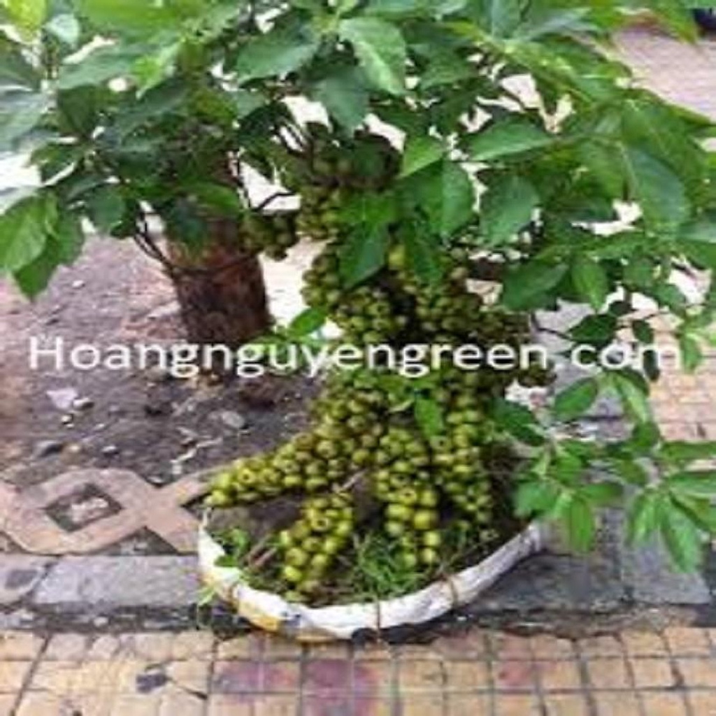 26.09 CHẬU CÂY SUNG CẢNH, CÂY ĐÃ CÓ QUẢ GỬI ĐI NGUYÊN CHẬU