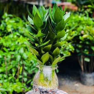 Phát Tài Sen Thuỷ Sinh bao gồm chậu ( hình thật )