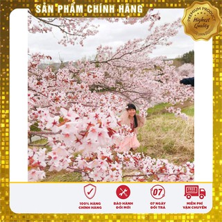 Hạt giống cây hoa Anh Đào Nhật
