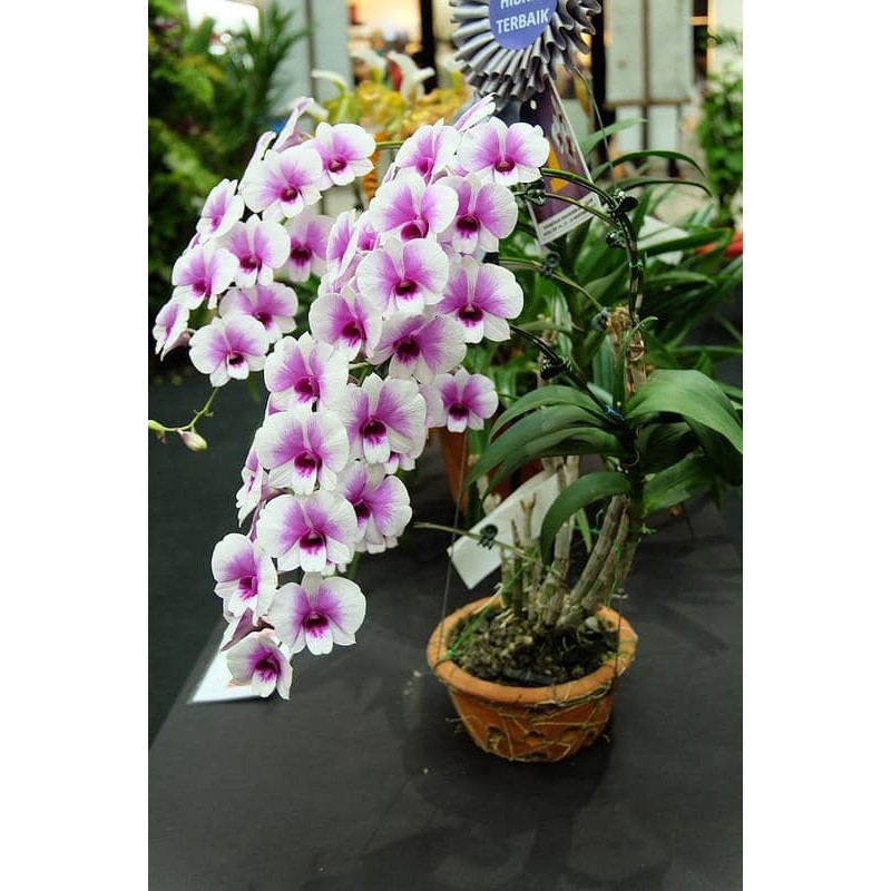 Combo 3 chậu Denro mini yaya