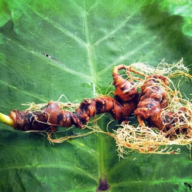 Sâm ngọc linh trồng hàng thôn 4 xã Trà Linh, Nam Trà My Quảng Nam