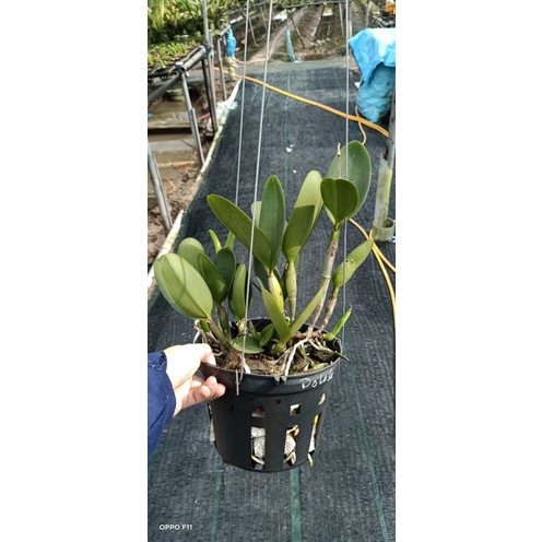 Hoa Lan Cattleya Dolosa hương bưởi thơm cây trưởng thành đẹp