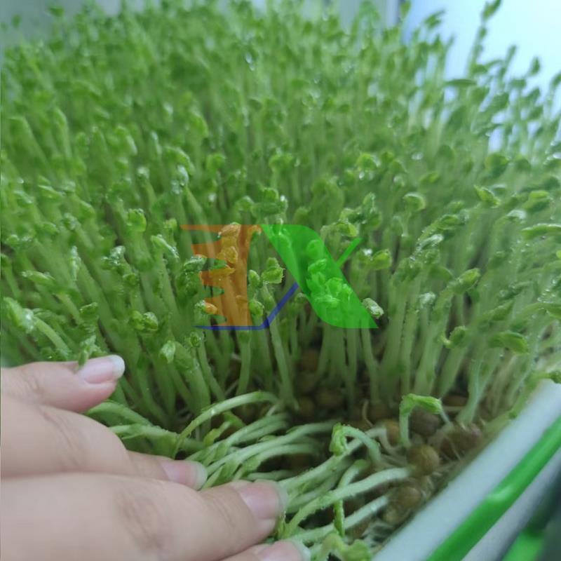 Hạt giống rau mầm Đậu Hà Lan, Hạt mầm Đậu Hà Lan vàng không chất bảo quản
