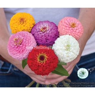 100.hạt hạt giống hoa cúc lá nhám cắt cành 7cm mix tg86