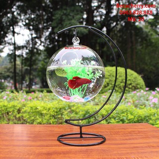 Bể cá mini cung trăng 20 ( tặng kèm phụ kiện trang trí )