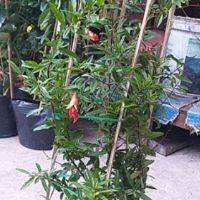 Cây lựu Thái (lùn) trái đỏ ngọt  (cây chắc khỏe đang có hoa sắp trái)