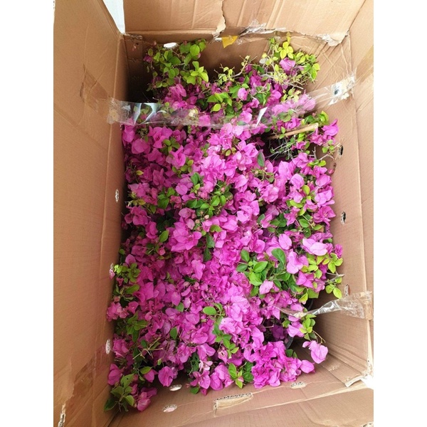 Combo 3 màu hoa giấy