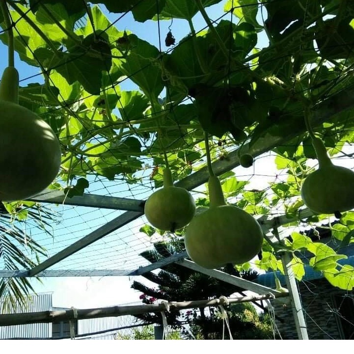 HẠT GIỐNG BẦU HƯƠNG PATAYA