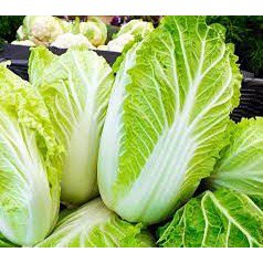 Cải Thảo Đà Lạt