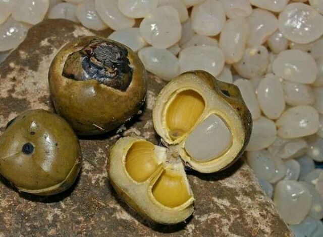 1ki Hạt đác Nha Trang tươi sạch, mềm dẻo