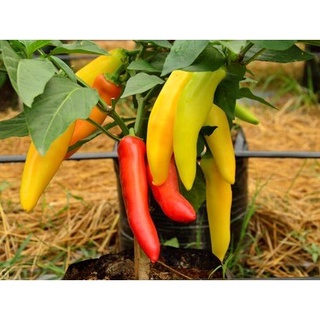 Hạt ớt chuông Rainbow Lamb 10h