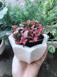 Chậu cây cẩm nhung ( cây may mắn)