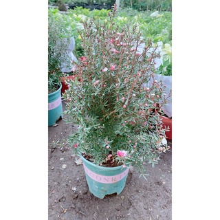 Cây Nhất Chi Mai