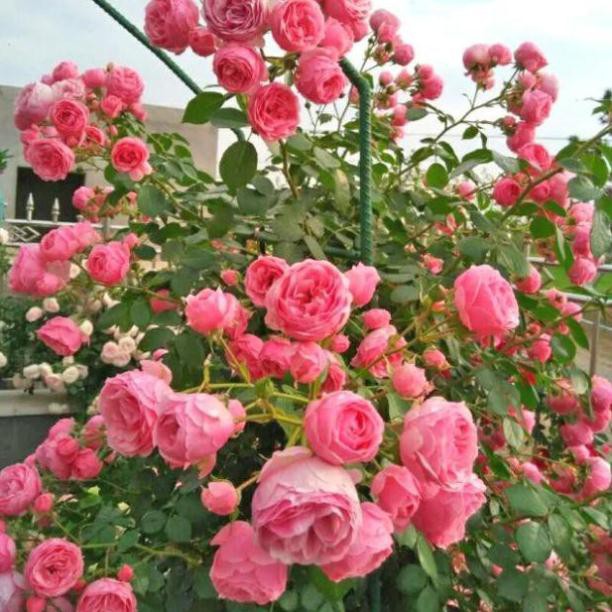 [Dễ trồng] Hạt giống hoa hồng leo nhiều màu hiệu Rạng Đông cao cấp (cam kết nảy mầm)
