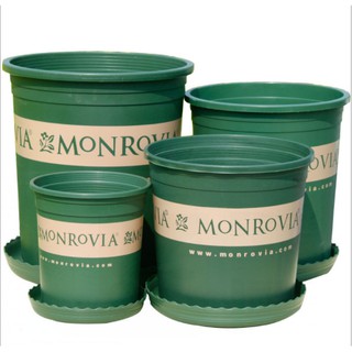 Chậu Monrovia, chậu hoa hồng 1 Gallon chính hãng