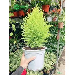 cây tùng thơm cao từ 70cm