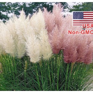 Hạt Giống Cỏ Bông Lau Mỹ - Mix Hồng Trắng