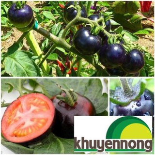 20 Hạt giống cà chua đen
