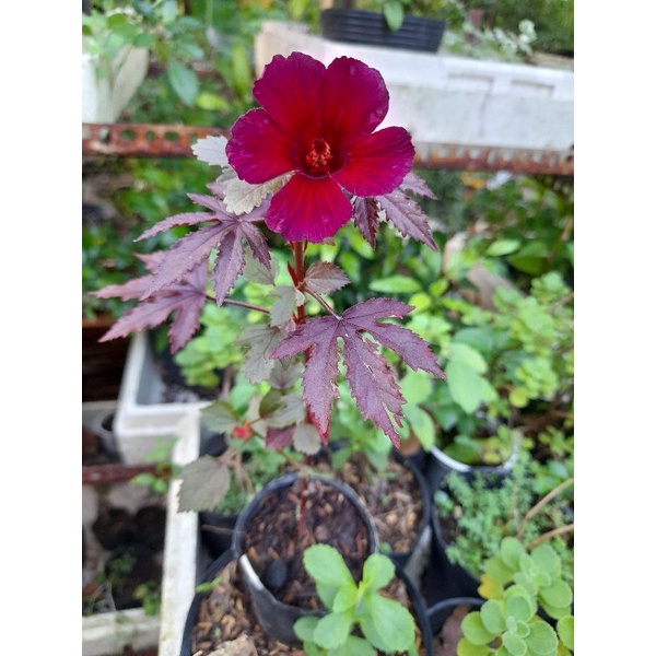 Bụp giấm chua lá đỏ