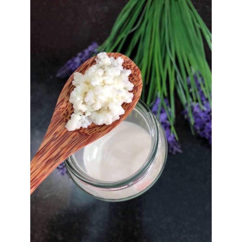 Nấm kefir - men sữa chua ( cam kết thành công )