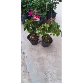 Hoa Giấy Đổi Màu Siêu Đẹp 946sp