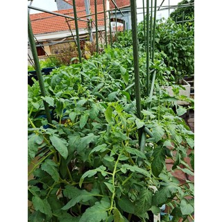1KG PHÂN DƠI HỮU CƠ NGUYÊN CHẤT 100%
