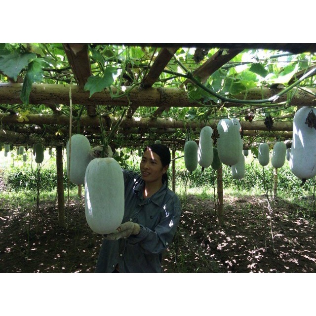 Bí xanh thơm  Đặc sản Sơn La - Thơm, ngon, bổ dưỡng