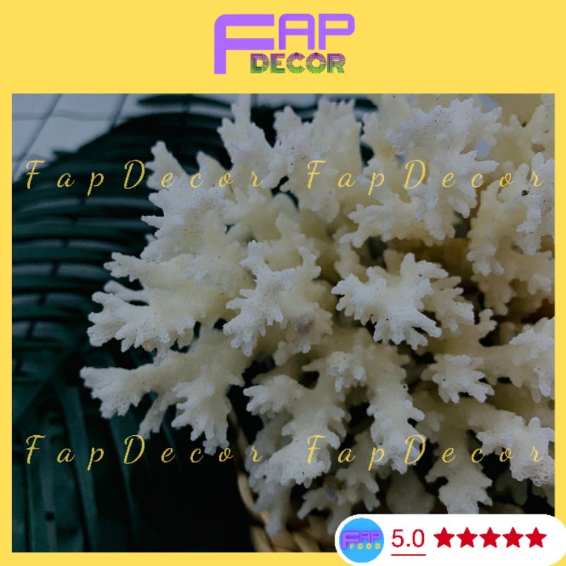 Bông Rạn Sạn Hô Nhánh Gai Trang Trí Bể Cá, Trang Trí Chụp Cảnh, Làm Đẹp Decor Phòng - FapFood