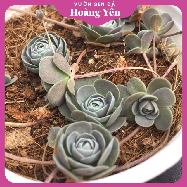 SEN ĐÁ DÙ TRÒN size trung - Giá Rẻ, cây khỏe - Lỗi 1 đổi 1