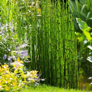 Cây 🌲 Thiền Trúc (trúc ko lá)