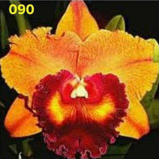 Cattleya cây giống