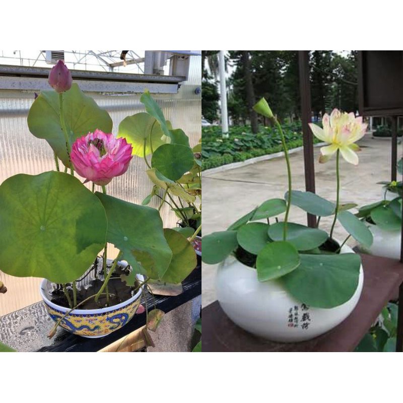 HG3b 10Hạt Giống Hoa Sen Nhật Mini 10 màu luckyseed hạt siêu rẻ