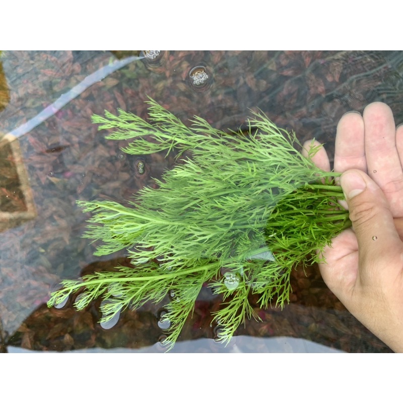 Cây thuỷ sinh gạc nai dễ trồng sống tốt môi trường nghèo co2