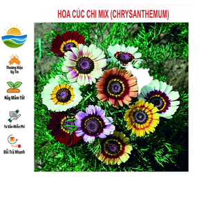 Hạt giống hoa cúc chi mix 50 hạt