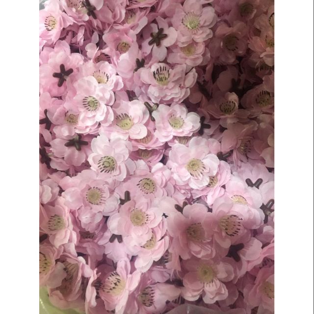1kg Hoa anh đào vải