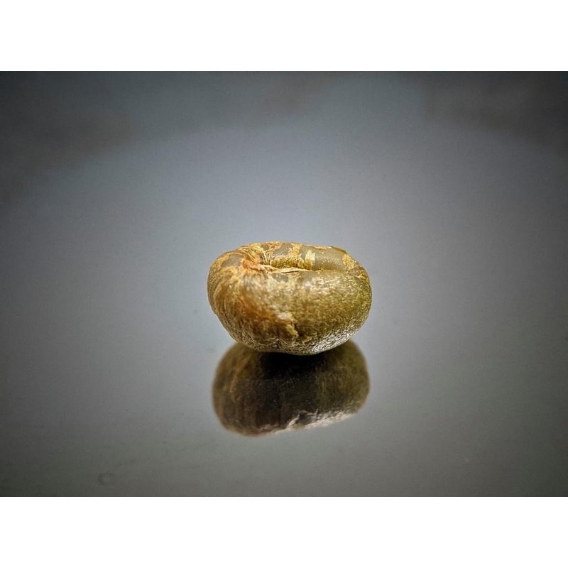 Cà Phê Sạch Nhân Sống ROBUSTAR, Hạt To chưa rang