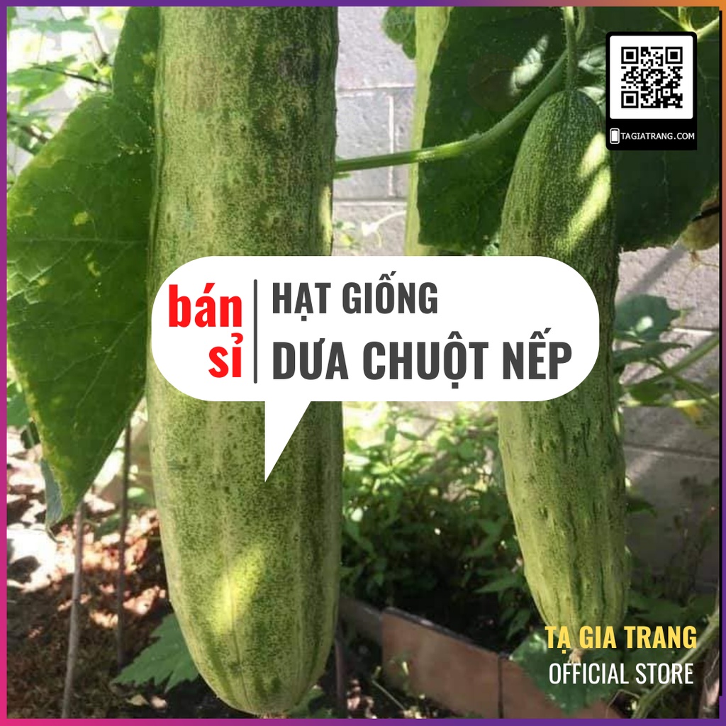 [Bán sỉ] - Hạt giống dưa chuột nếp thơm - Gói 2g