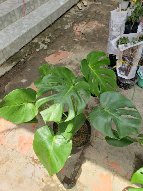 Trầu bà Lá Xẻ Nam Mỹ