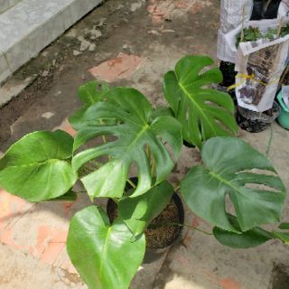 Trầu bà Lá Xẻ Nam Mỹ- Monstera deliciosa(tặng kèm phân bón)