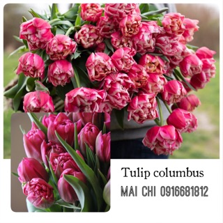 Củ tulip (đơn hàng Minh Thảo Nguyễn)