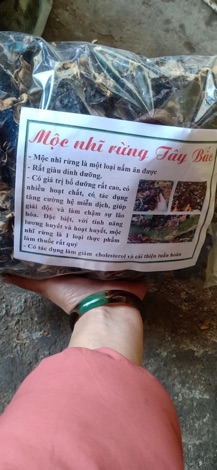 MỘC NHĨ RỪNG