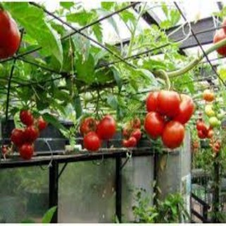 Hạt giống cà chua chùm leo giàn ( cà chua bạch tuộc) gói 30 hạt