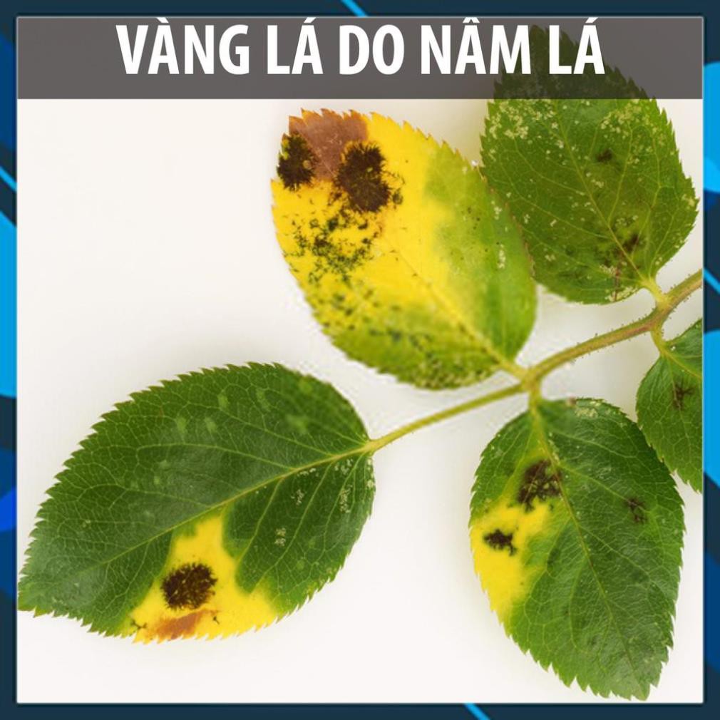 Dầu neem oil DOCNEEM hữu cơ phòng trị sâu bệnh hoa hồng, phong lan, cây cảnh, nguyên chất ép lạnh