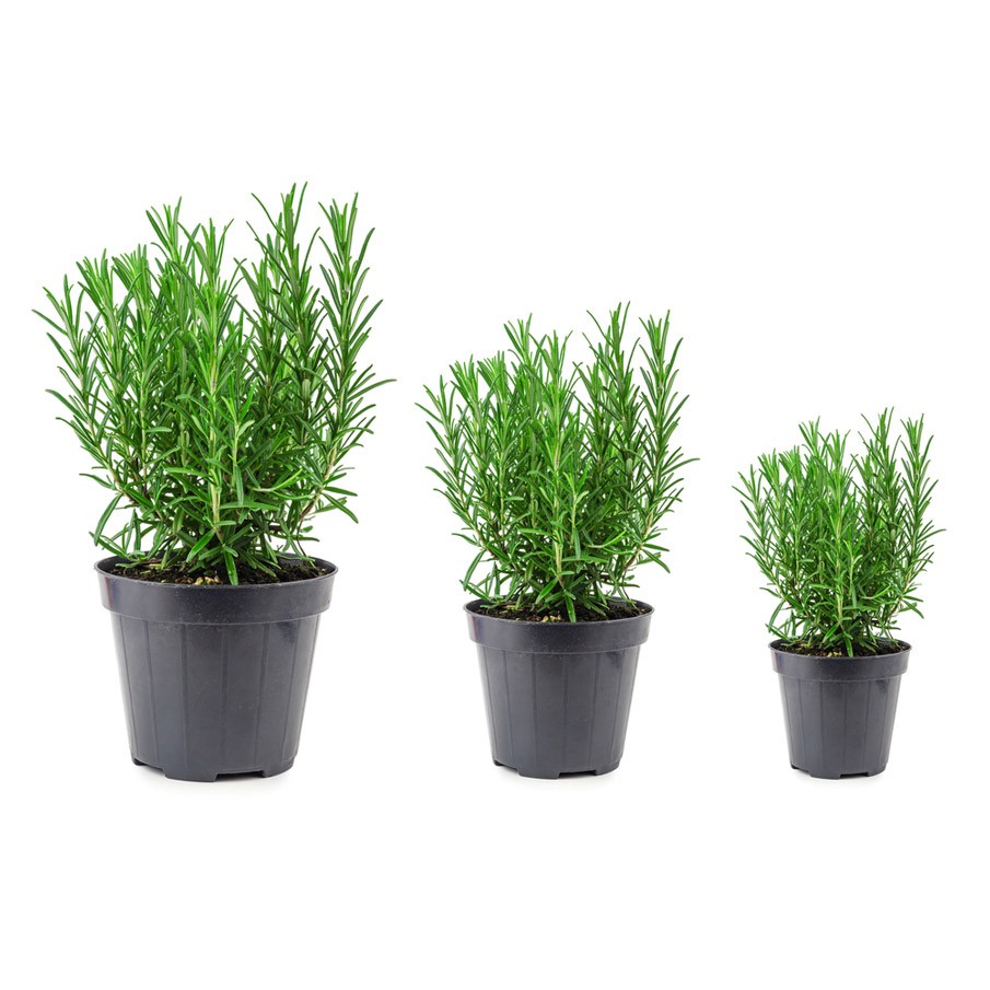 Hạt Giống Hương Thảo - 20 Hạt